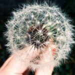 Effective Solutions for Spring Allergies: Relief You Can Count On