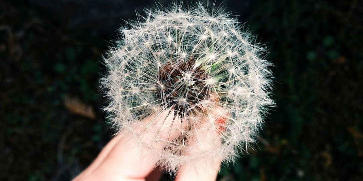 Effective Solutions for Spring Allergies: Relief You Can Count On