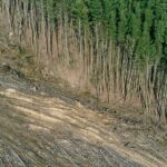 How Deforestation Contributes to Rising Global Temperatures
