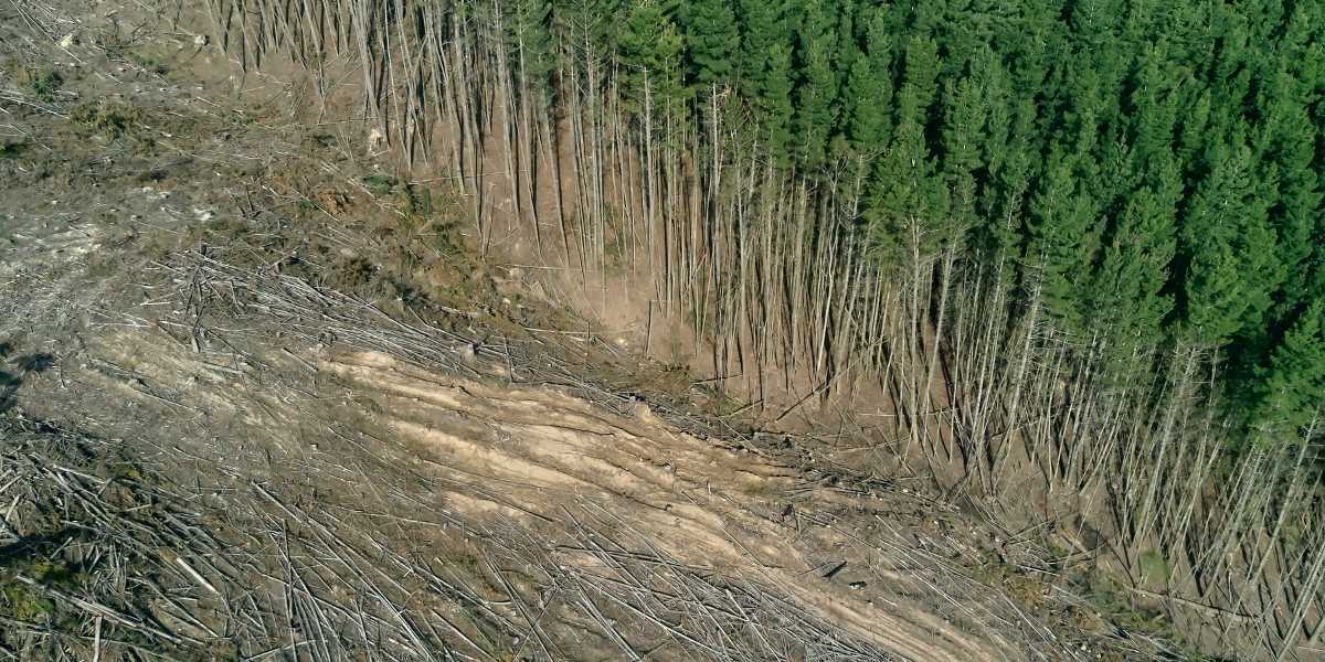 How Deforestation Contributes to Rising Global Temperatures