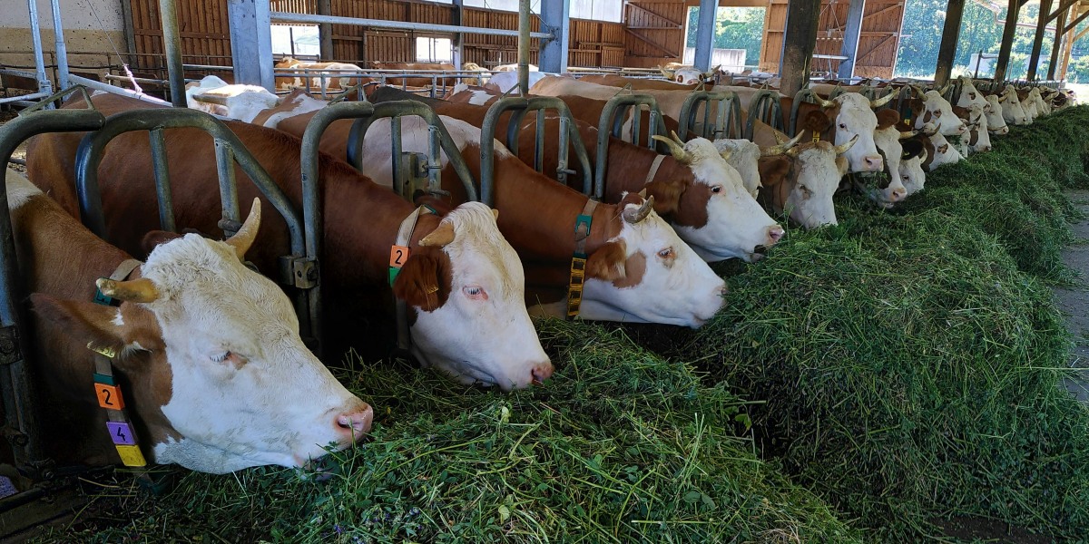 Florida Ranchers Honor 500 Years of Cattle Keeping Tradition (2)