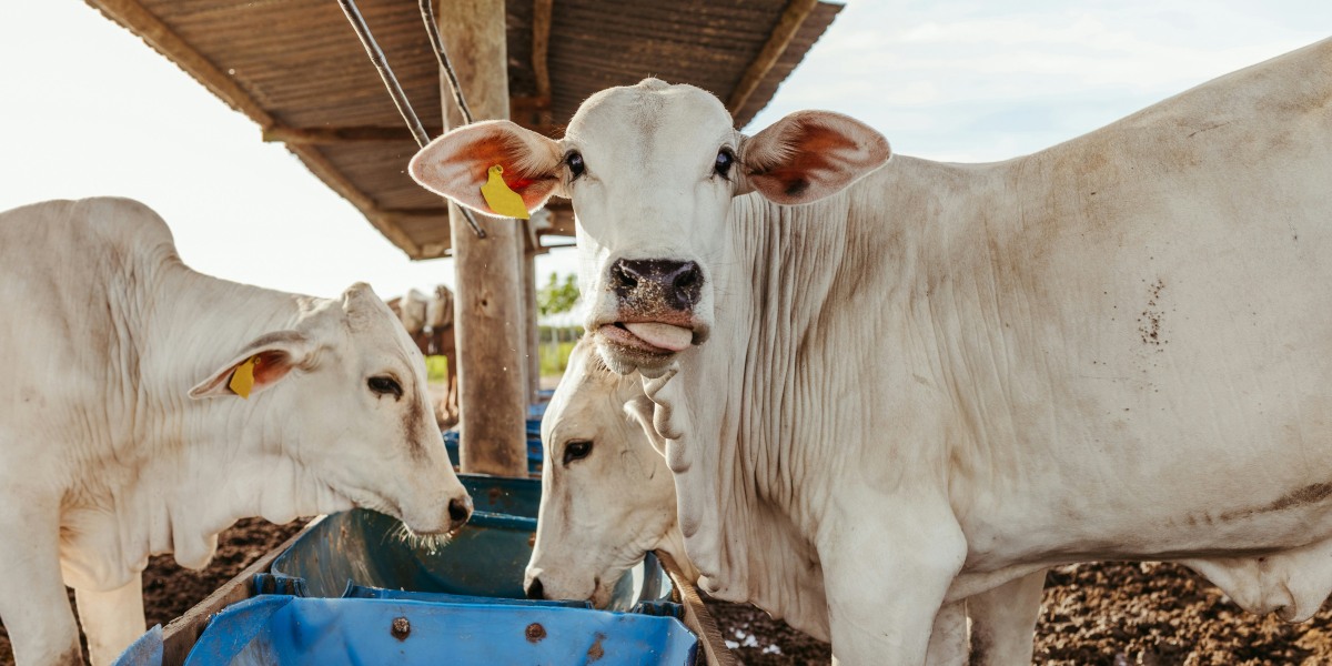 Florida Ranchers Honor 500 Years of Cattle Keeping Tradition