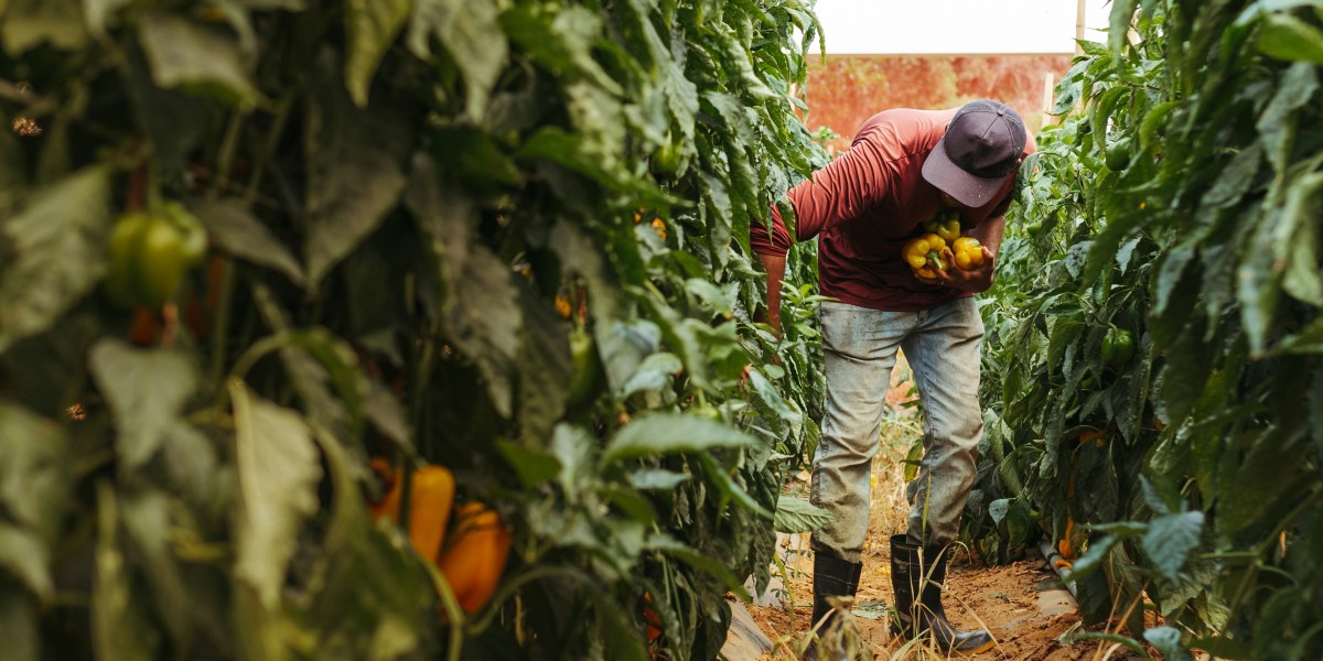 White House Announces $12 Billion Farm Aid as Tariffs Hit US Farmers