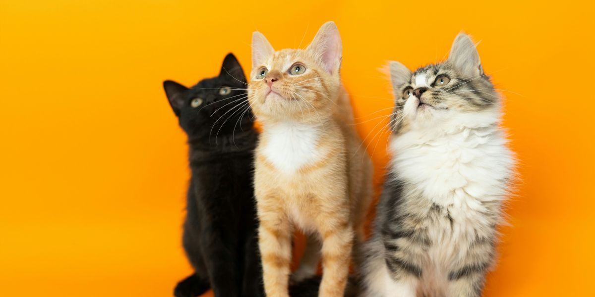 75% Fewer Cats Killed in U.S. Shelters Than a Decade Ago — Here's How America Did It