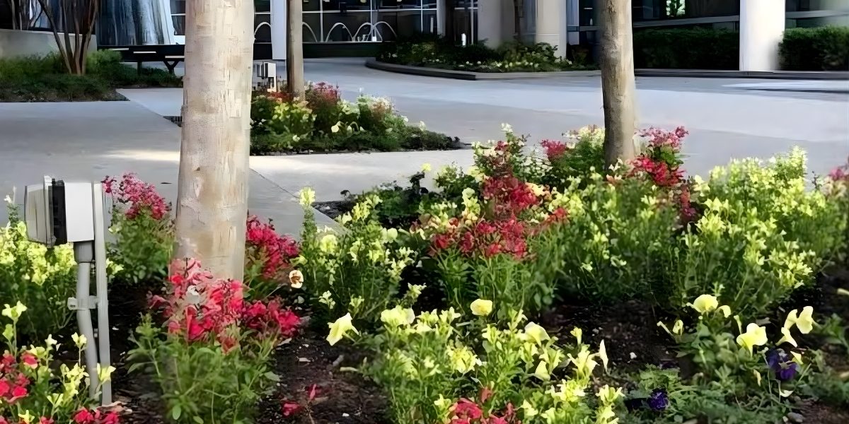 CGreens Elevating Commercial Landscaping Across North Texas