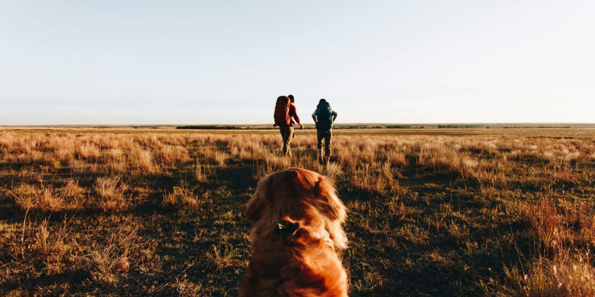 The Best Pet-Friendly Travel Options Across the U.S.